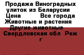 Продажа Виноградных улиток из Беларусии › Цена ­ 250 - Все города Животные и растения » Другие животные   . Свердловская обл.,Реж г.